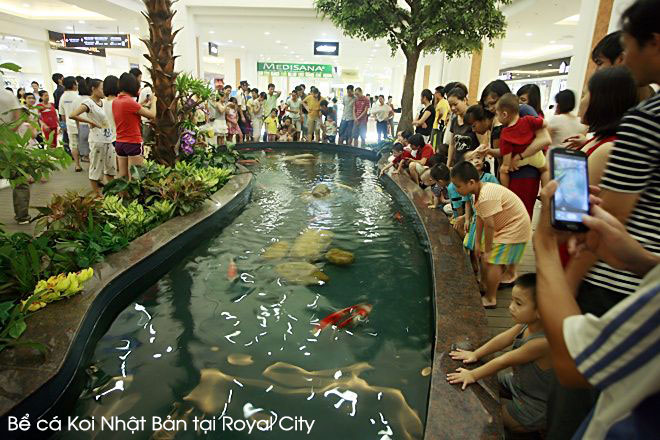 Bể cá Koi tại Royal City